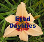 Eyed_Daylilies.jpg (5452 bytes)