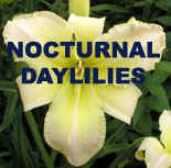 Nocturnal Daylilies.jpg (36322 bytes)