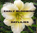 Early-Blooming.psd.jpg (34094 bytes)