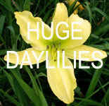 Huge Daylilies.jpg (36293 bytes)