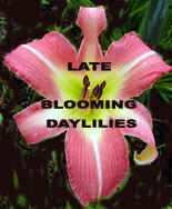 Late Blooming.psd.jpg (35840 bytes)