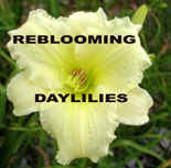 Reblooming Daylilies.jpg (32572 bytes)