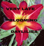 Very Late Blooming.psd.jpg (37189 bytes)