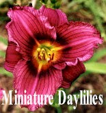 dayliliesminiatures.jpg (14070 bytes)